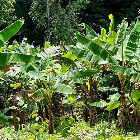 Eden Jungle Lodge Bocas del Toro Exteriör bild