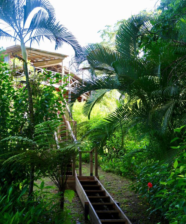 Eden Jungle Lodge Bocas del Toro Exteriör bild