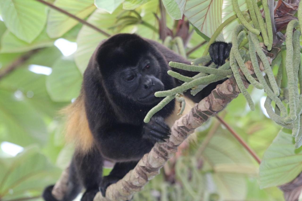 Eden Jungle Lodge Bocas del Toro Exteriör bild
