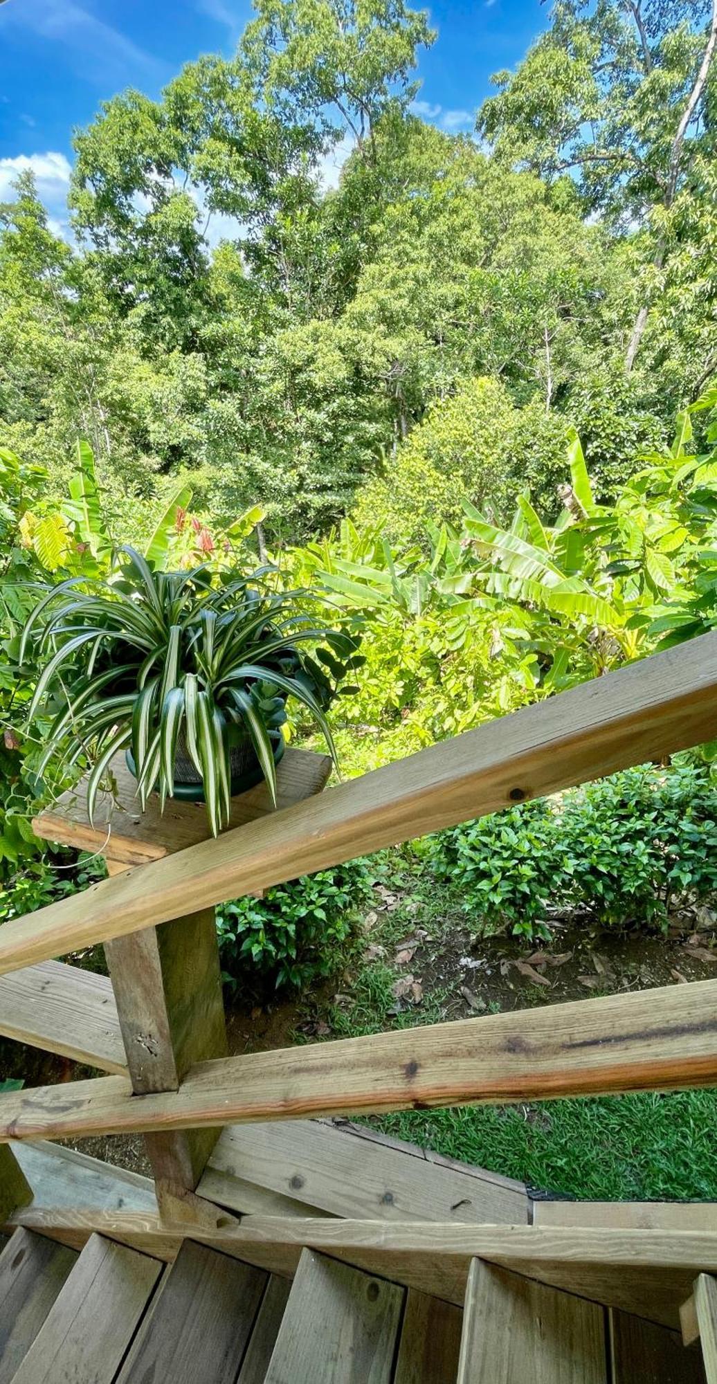 Eden Jungle Lodge Bocas del Toro Exteriör bild