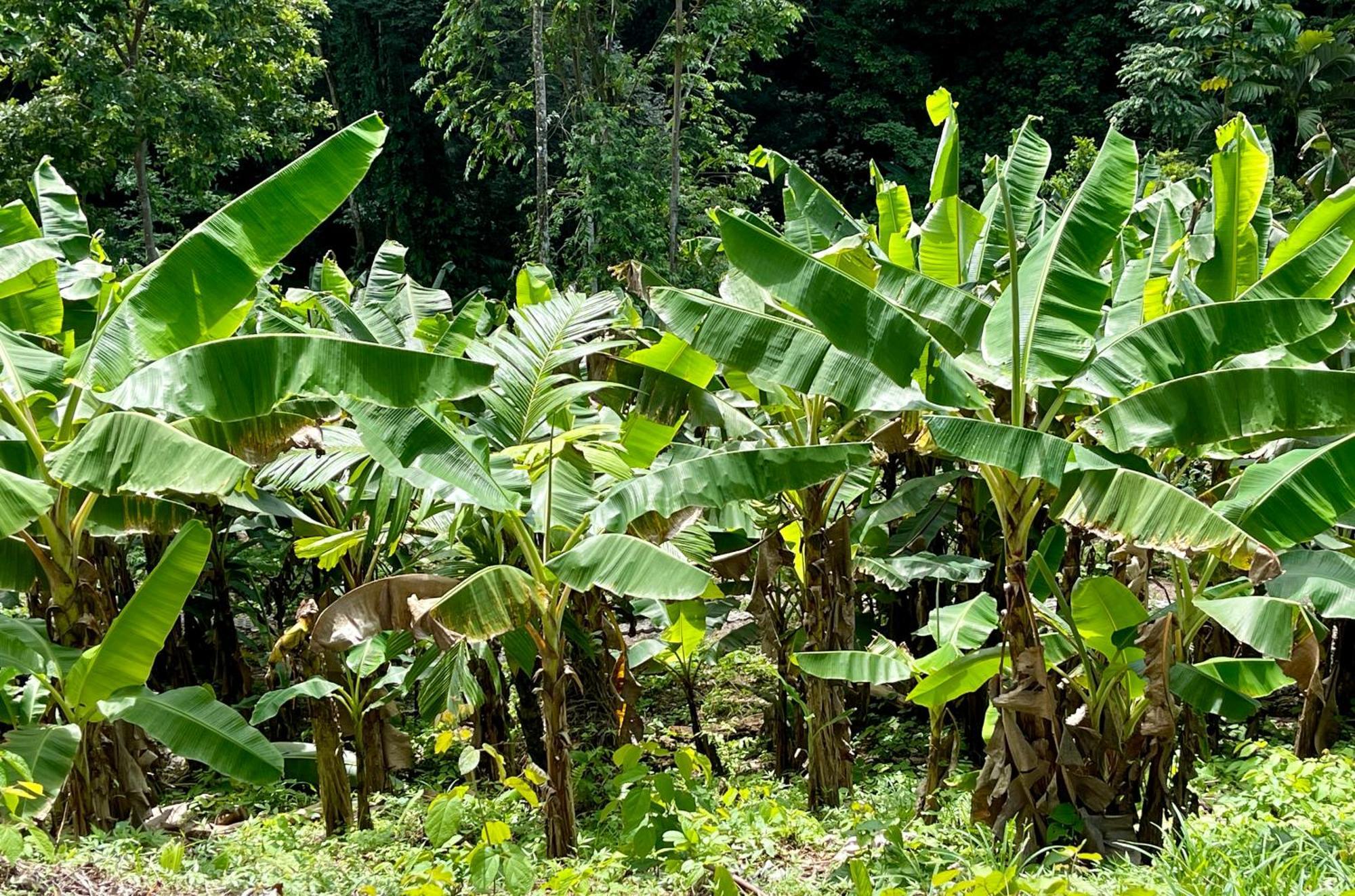 Eden Jungle Lodge Bocas del Toro Exteriör bild